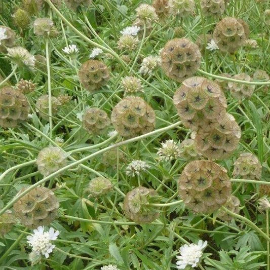 Miniatuur 2