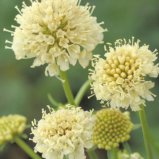 Miniatuur 1