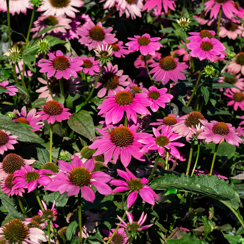 Zonnehoed - PollyNation Pink Shades