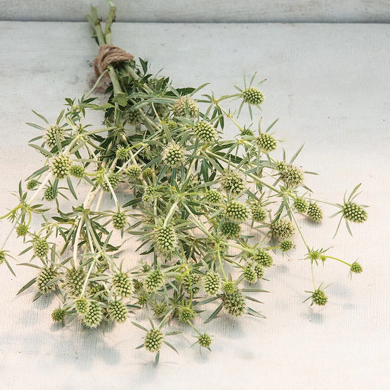 Kruisdistel - White Glitter