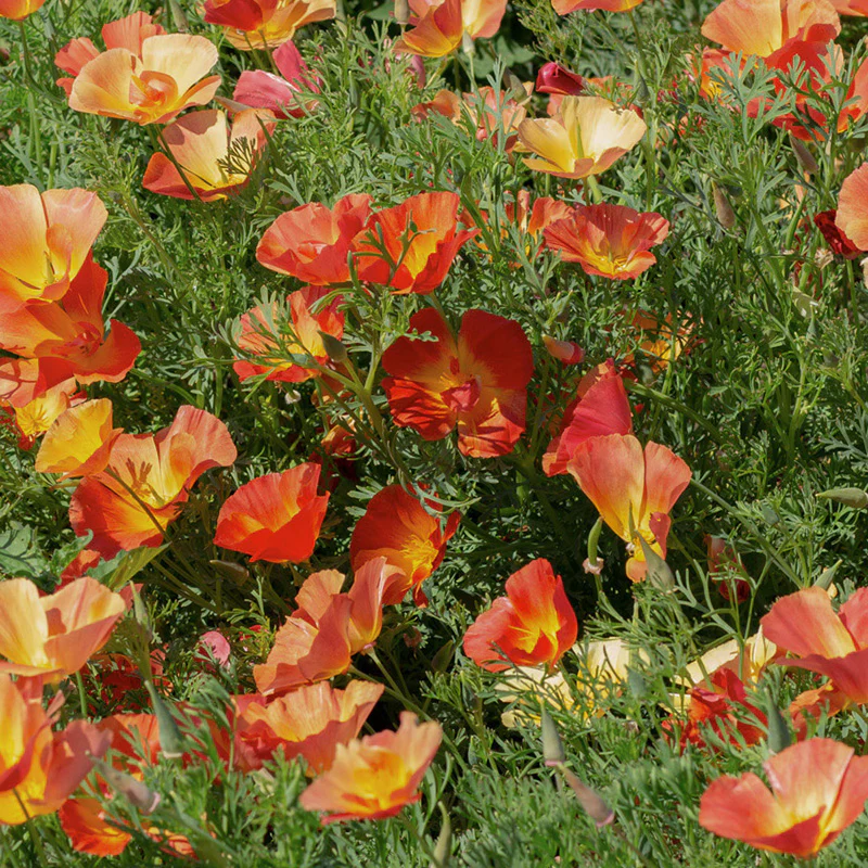 Californische klaproos - Thai Silk Strawberry Fields