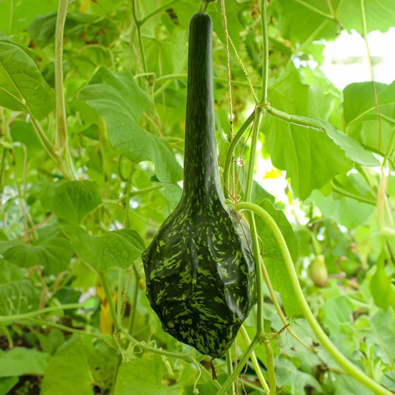 Fleskalebas - Marenka Dinosaur - Image 3