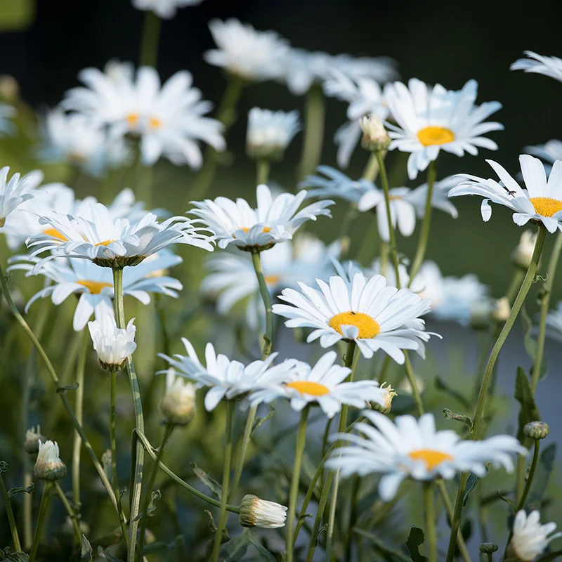 Gewone margriet