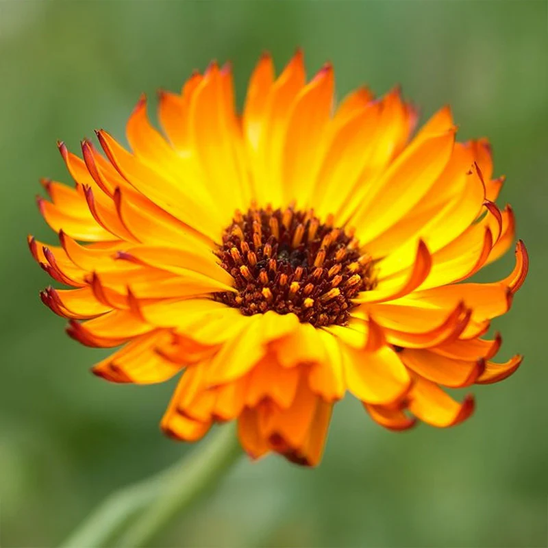 Goudsbloem - Indian Prince