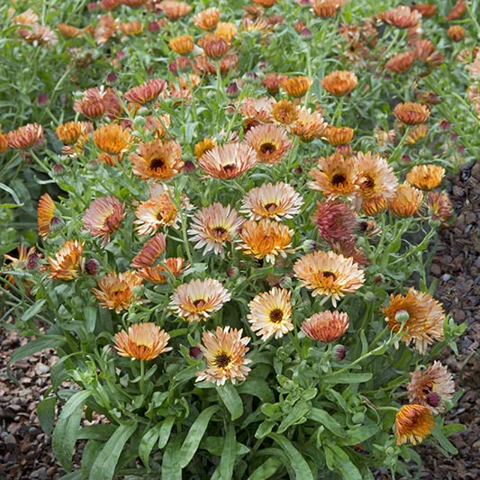 Goudsbloem - Orange Flash