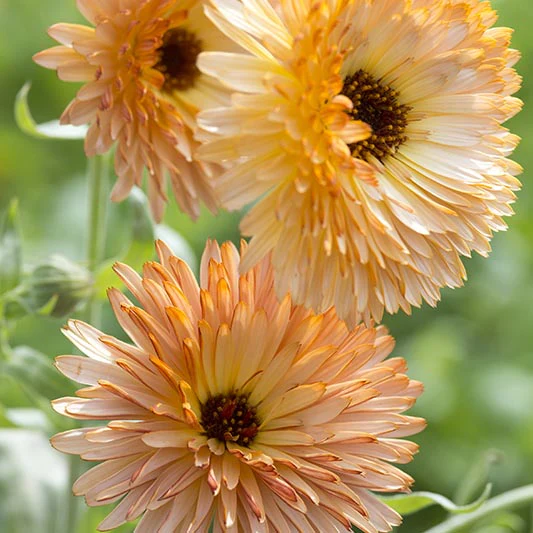 Goudsbloem - Orange Flash - Image 2
