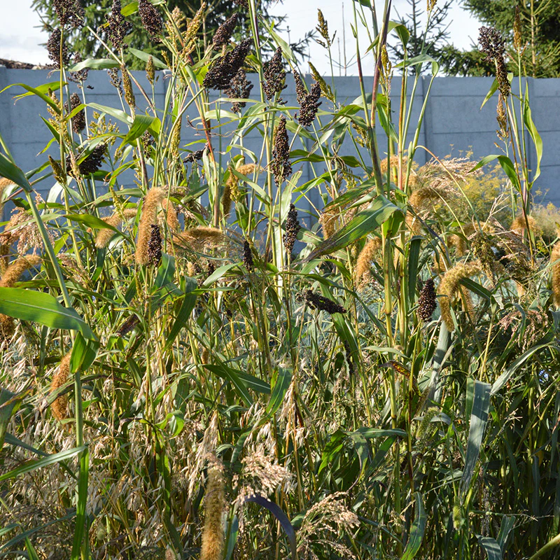 Grassen Mix - Image 2