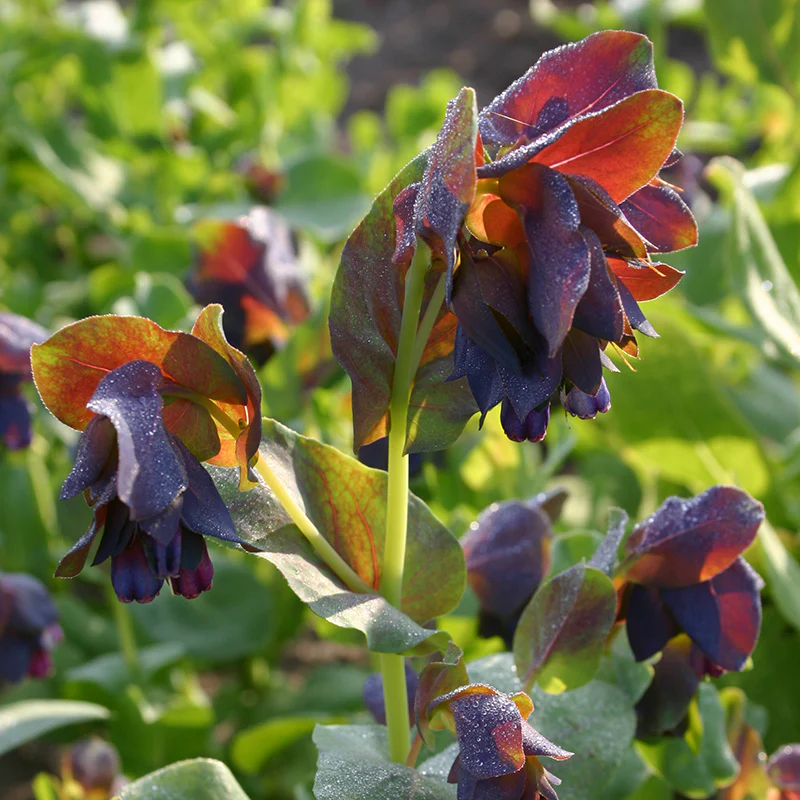 Grote wasbloem - Purpurascens