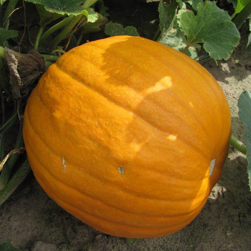 Halloweenpompoen - Connecticut Field