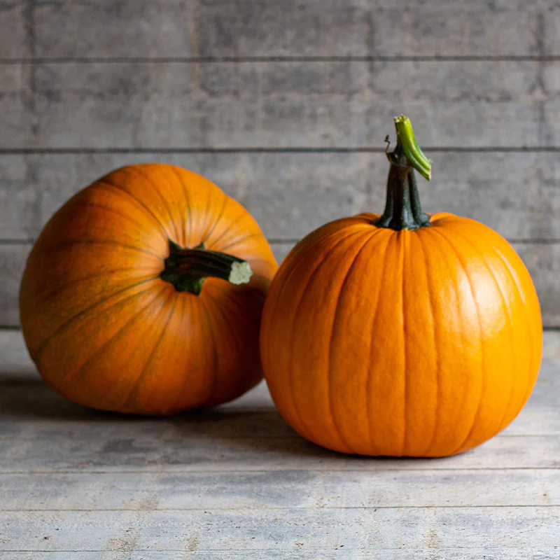 Halloweenpompoen - 20 Karat Gold F1 - PMT