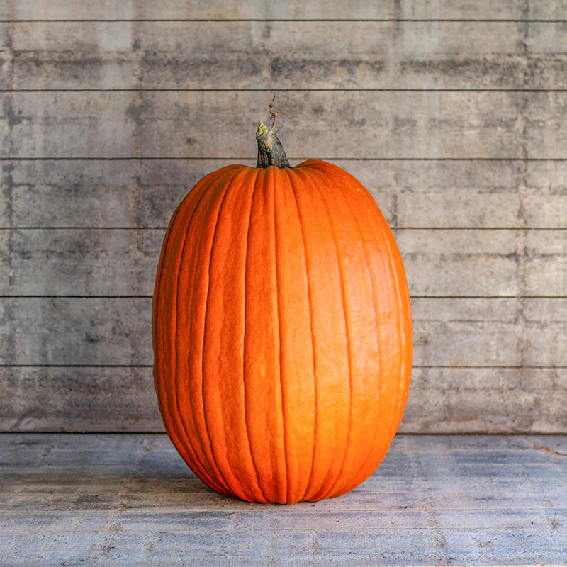 Halloweenpompoen - Early Giant F1