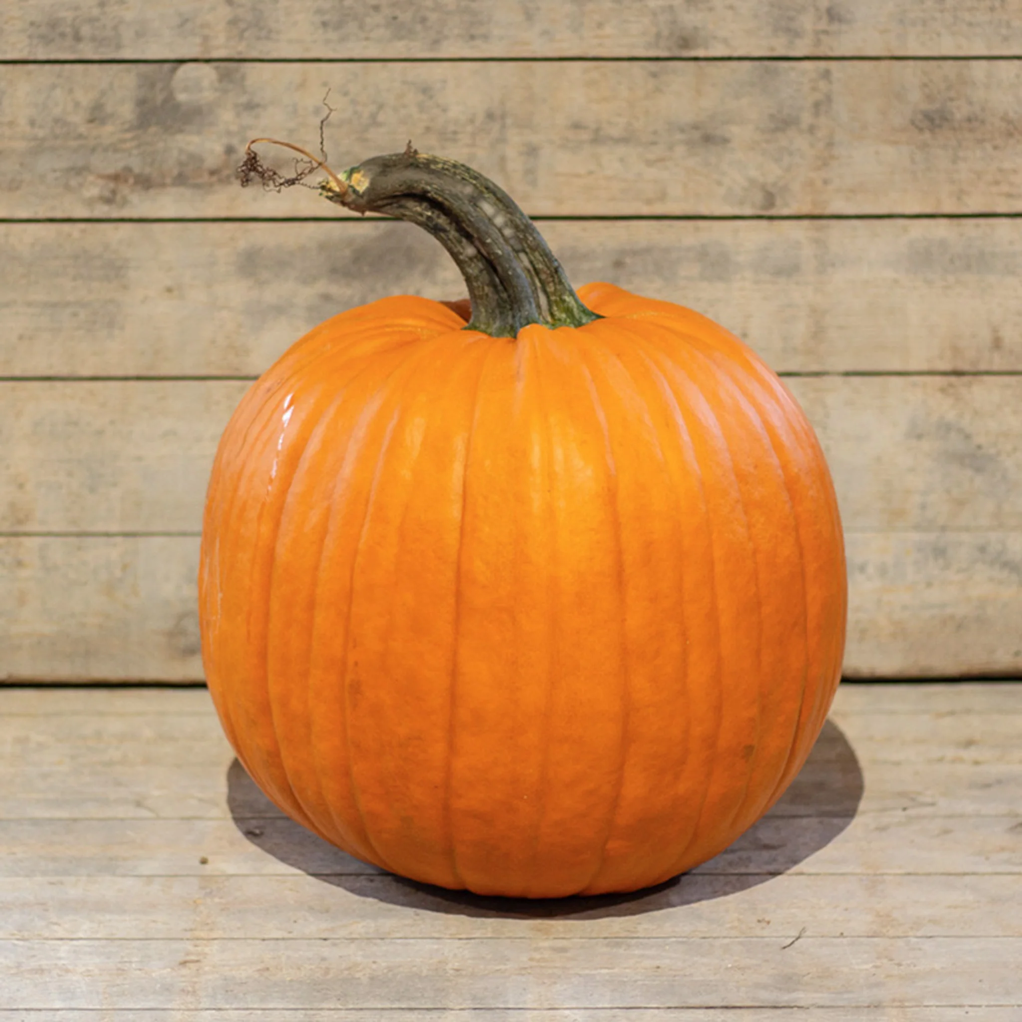 Halloweenpompoen - Big Doris F1