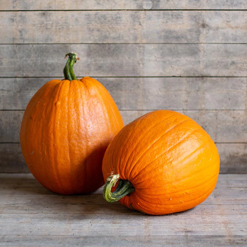 Halloweenpompoen - Giltedge Gold F1