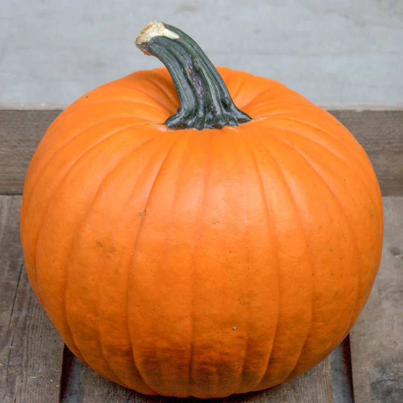 Halloweenpompoen - Gold Standard F1