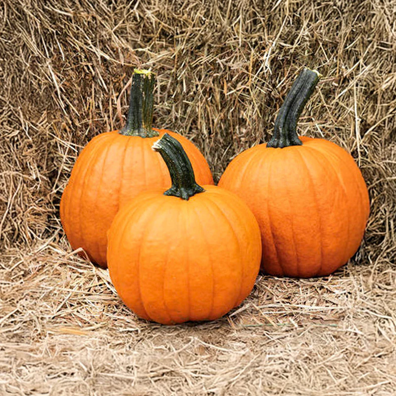 Halloweenpompoen - Gumdrop F1 - PMR