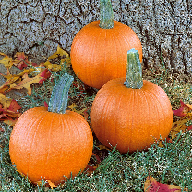 Halloweenpompoen - Mystic Plus F1 - PMT
