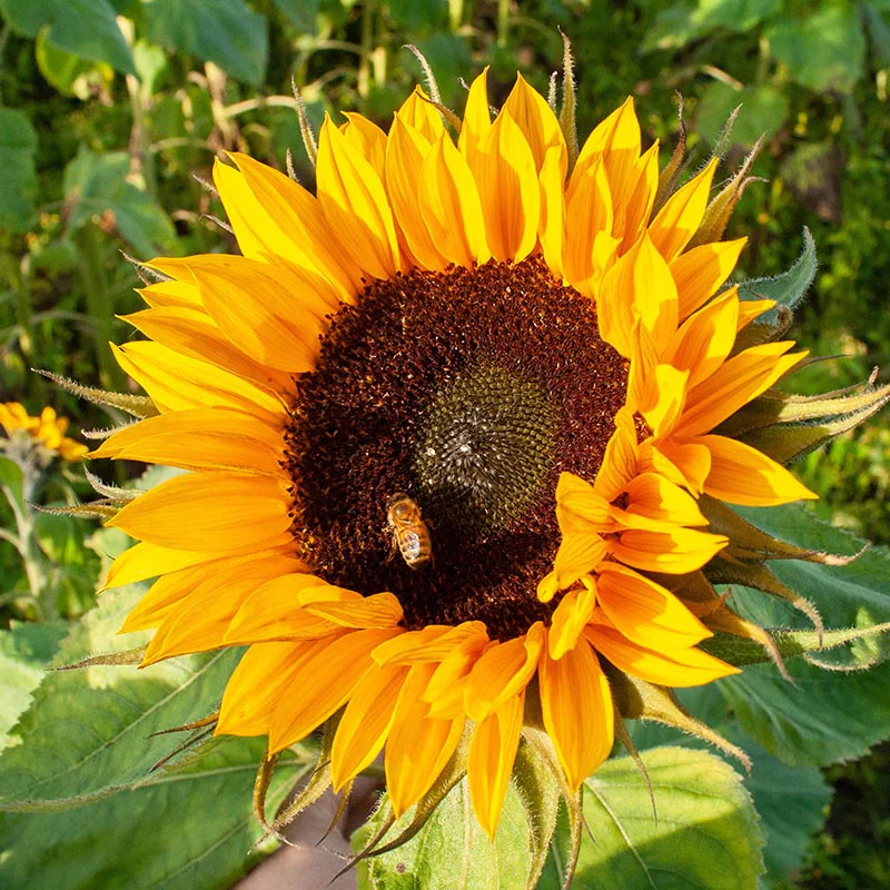 Zonnebloem - Giganteus