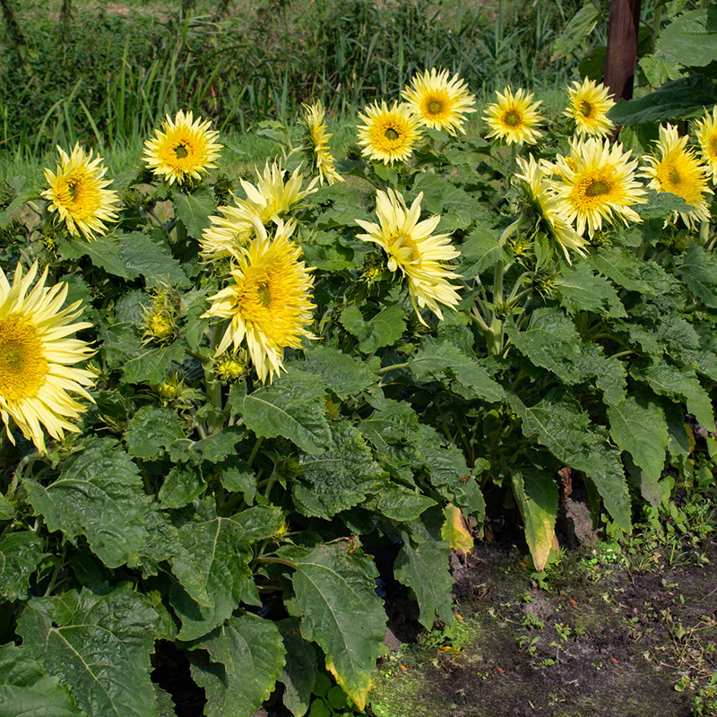 Zonnebloem - Lemon Cutie F1 - Image 2