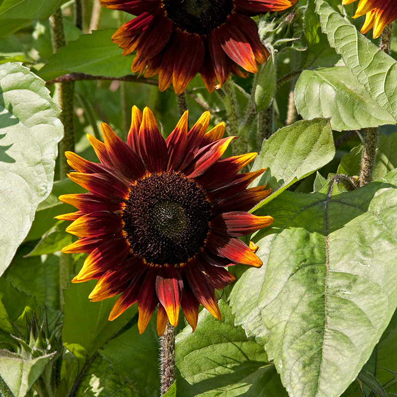 Zonnebloem - Shock o Lat F1 - Image 2
