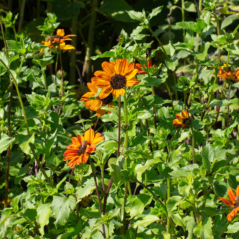 Zonnebloem - Soluna Bronze - Image 2