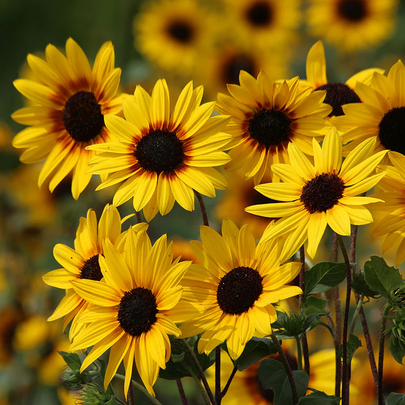 Zonnebloem - Soluna Gold
