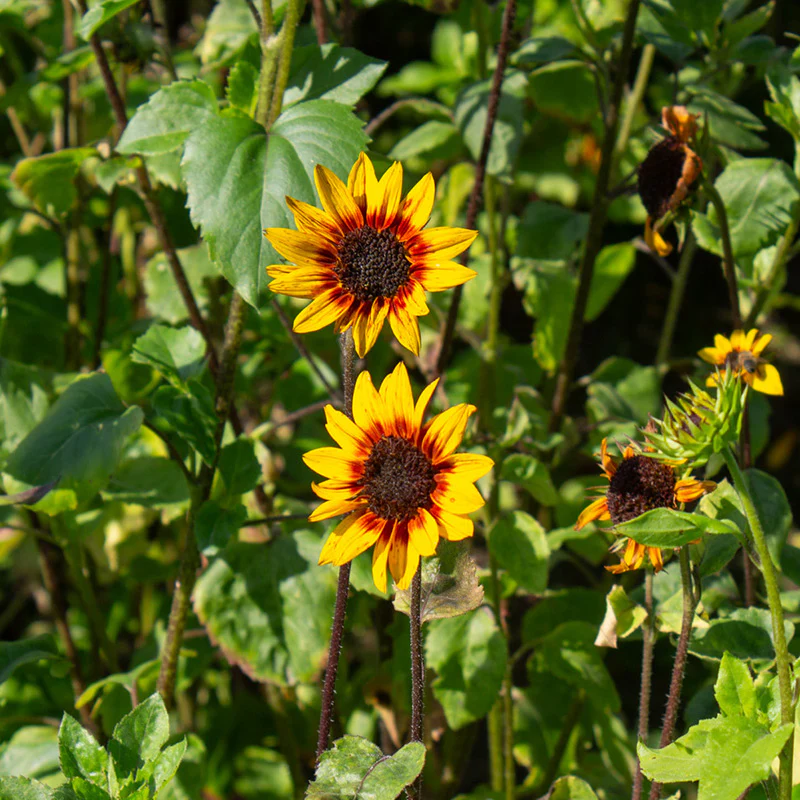 Zonnebloem - Soluna Gold - Image 2