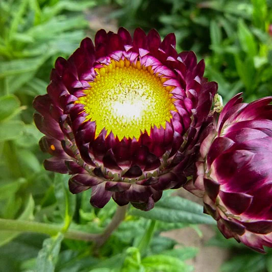 Strobloem - Crimson Violet