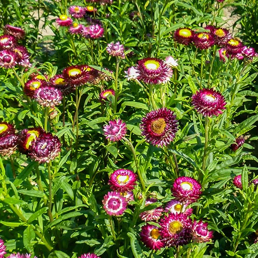 Strobloem - Crimson Violet - Image 2