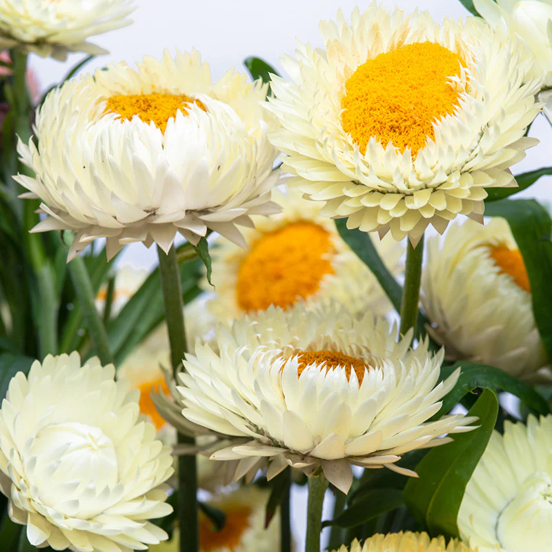 Strobloem - Frosted Sulphur