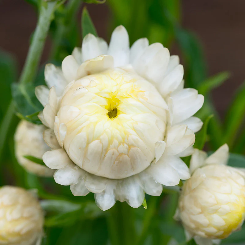 Strobloem - Frosted Sulphur - Image 2