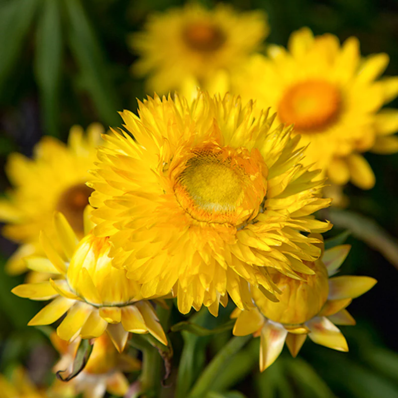 Miniatuur 1