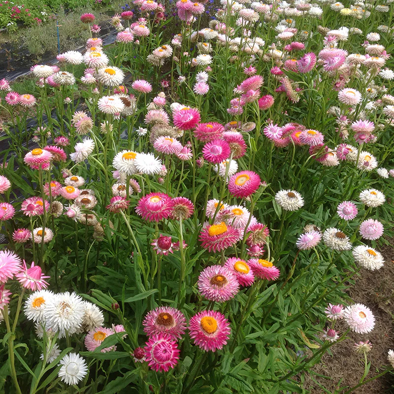 Strobloem - Pretty Pink