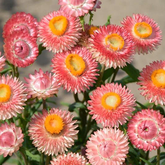 Strobloem - Salmon Shades