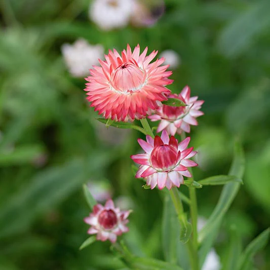 Strobloem - Salmon Shades - Image 2
