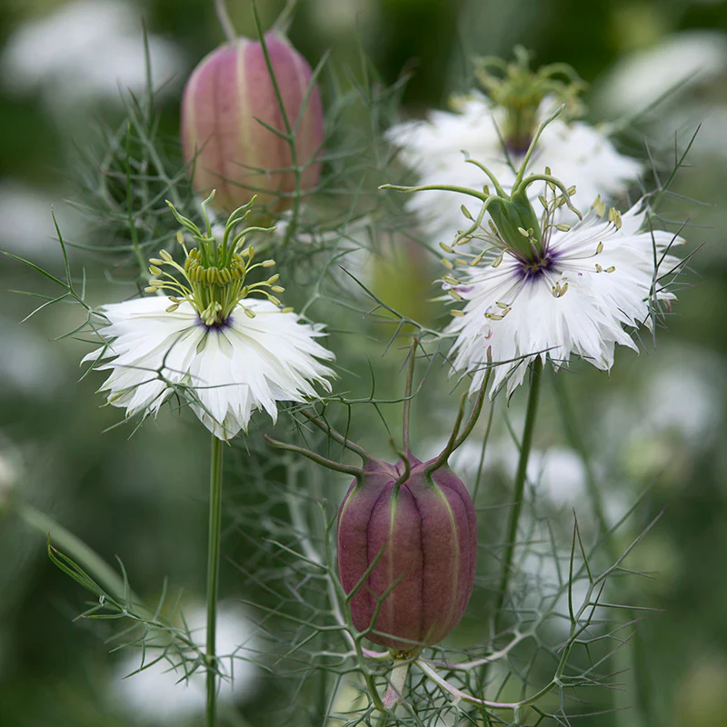 Juffertje in het groen - Albion Black Pod