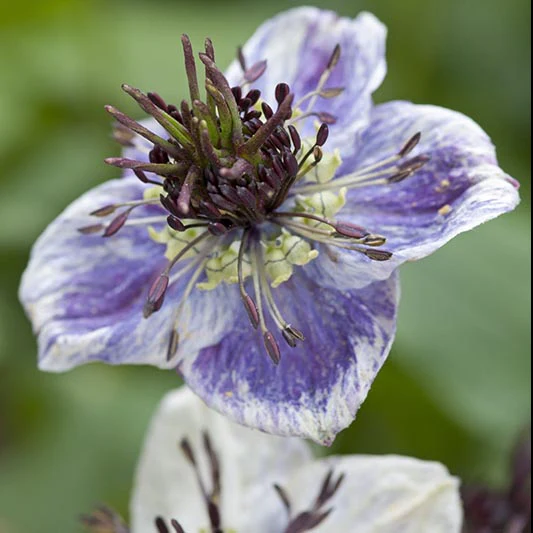 Juffertje in het groen - Delfts Blauw