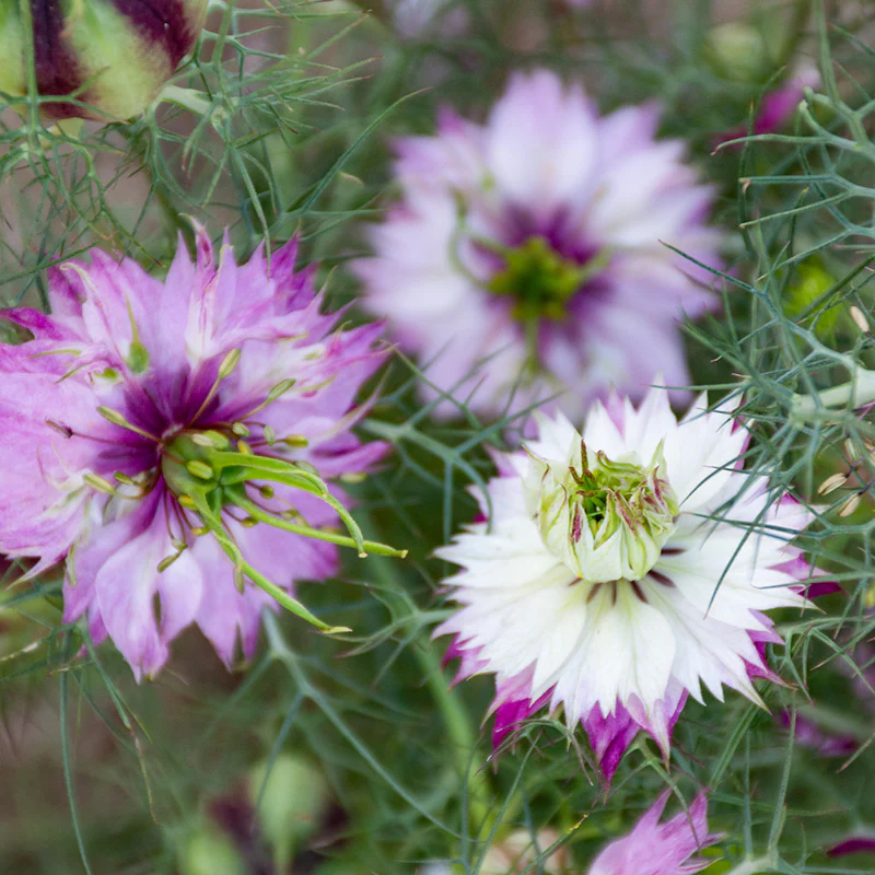 Juffertje-in-het-groen - Persian Rose - Image 2