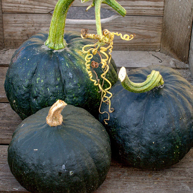 Kabocha - Tetsukabuto F1 - PMT