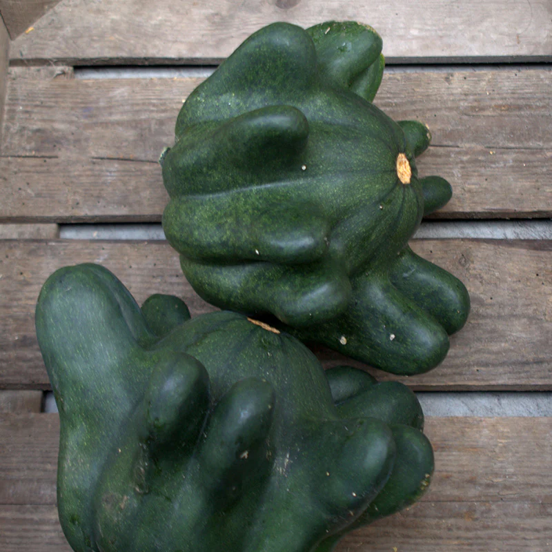 Kalebas - Yougoslavian Finger Green
