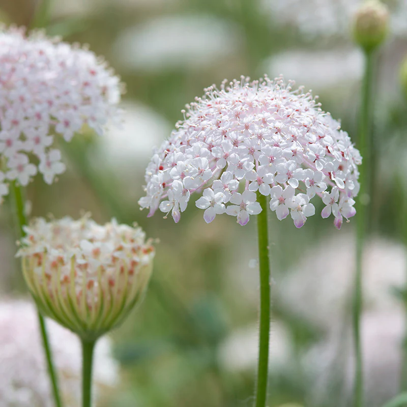 Kantbloem - Lacy Pink
