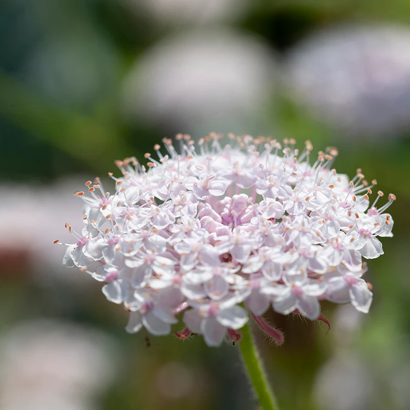 Kantbloem - Lacy Pink - Image 2