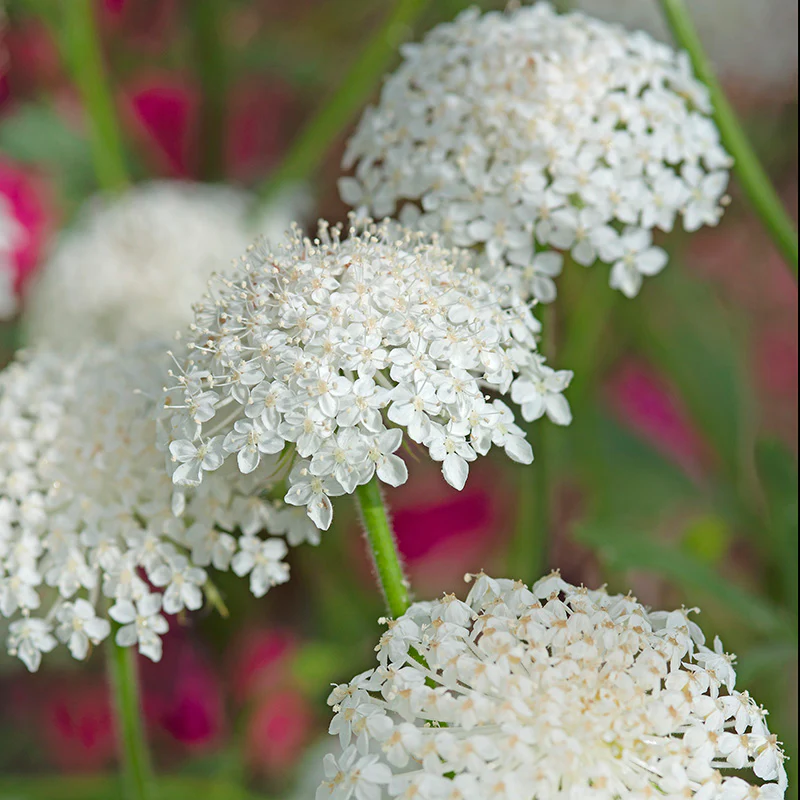 Kantbloem - Lacy White