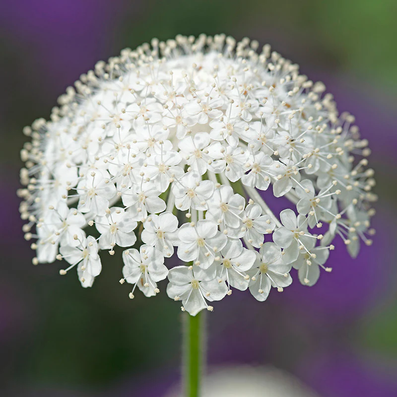 Kantbloem - Lacy White - Image 2