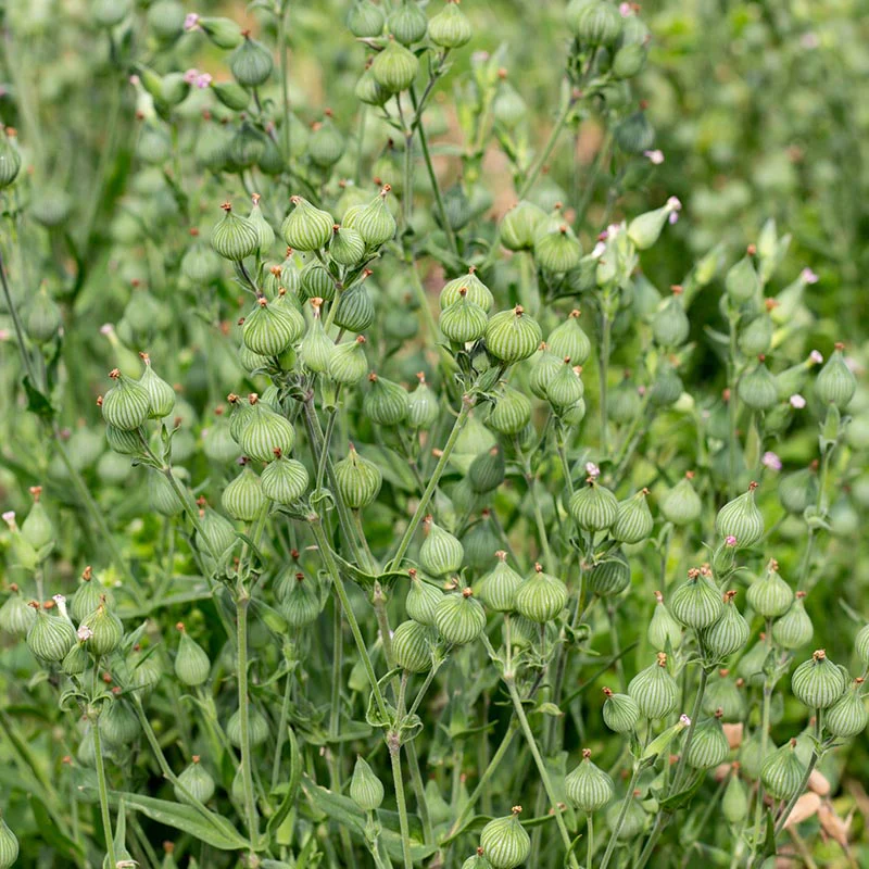 Kegelsilene - Balletje-Balletje
