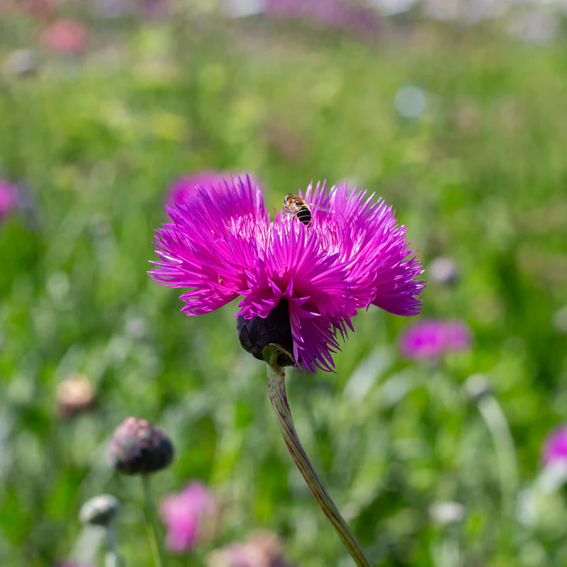 Keizerskorenbloem - Imperalis