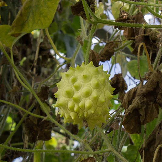 Miniatuur 2