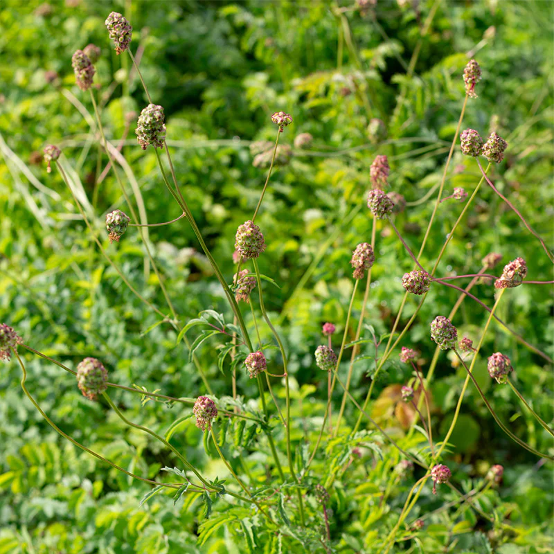 Kleine pimpernel - Image 2