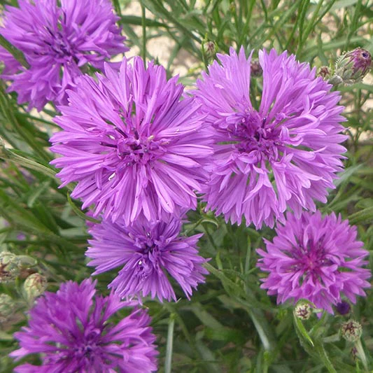 Miniatuur 2