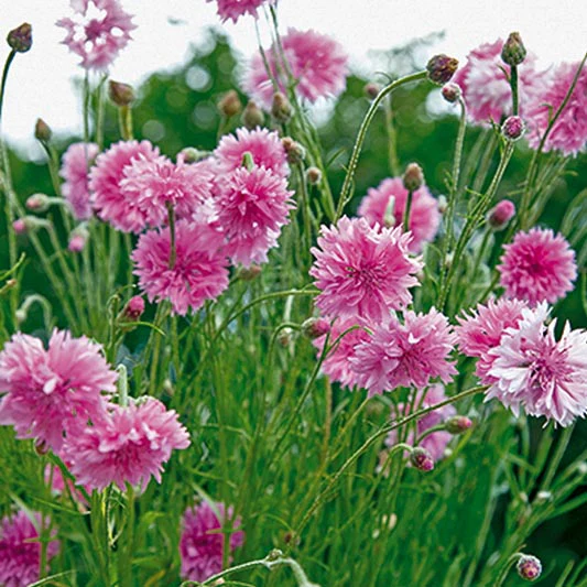 Korenbloem - Pink Ball