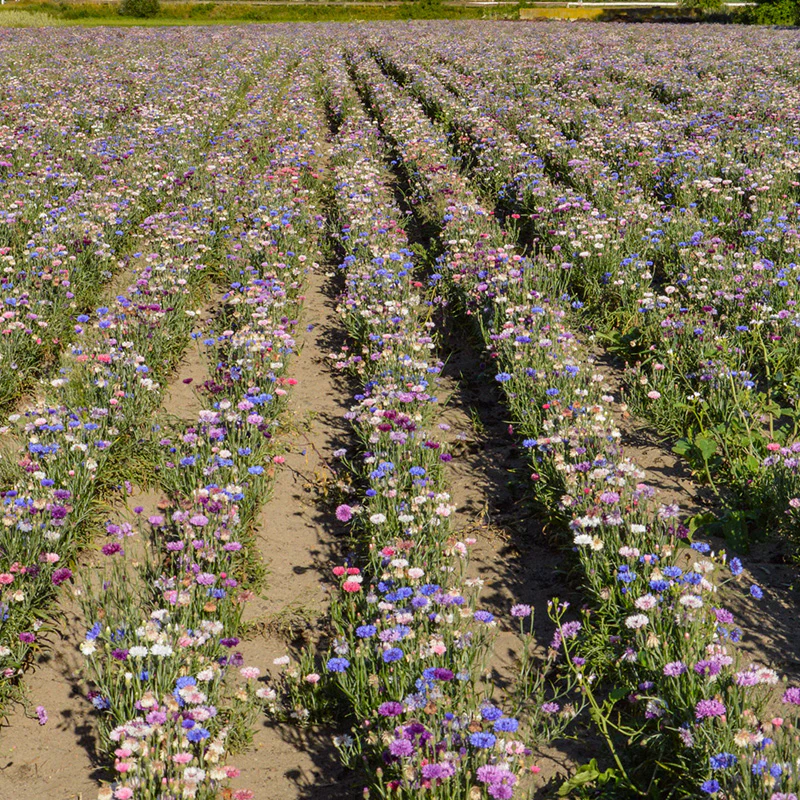 Korenbloem - Polka Dot mix - Image 2